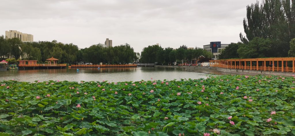 Photo of lake and lily flowers