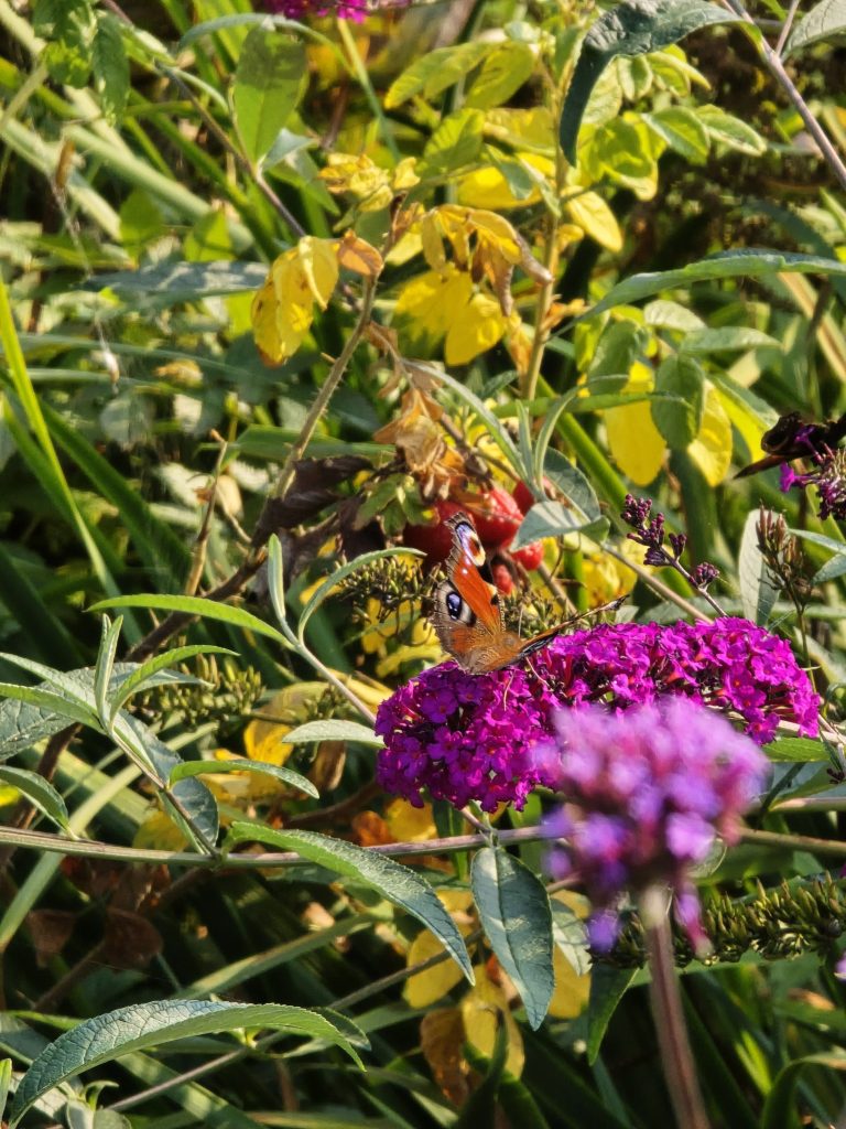 butterfly on a purple flower