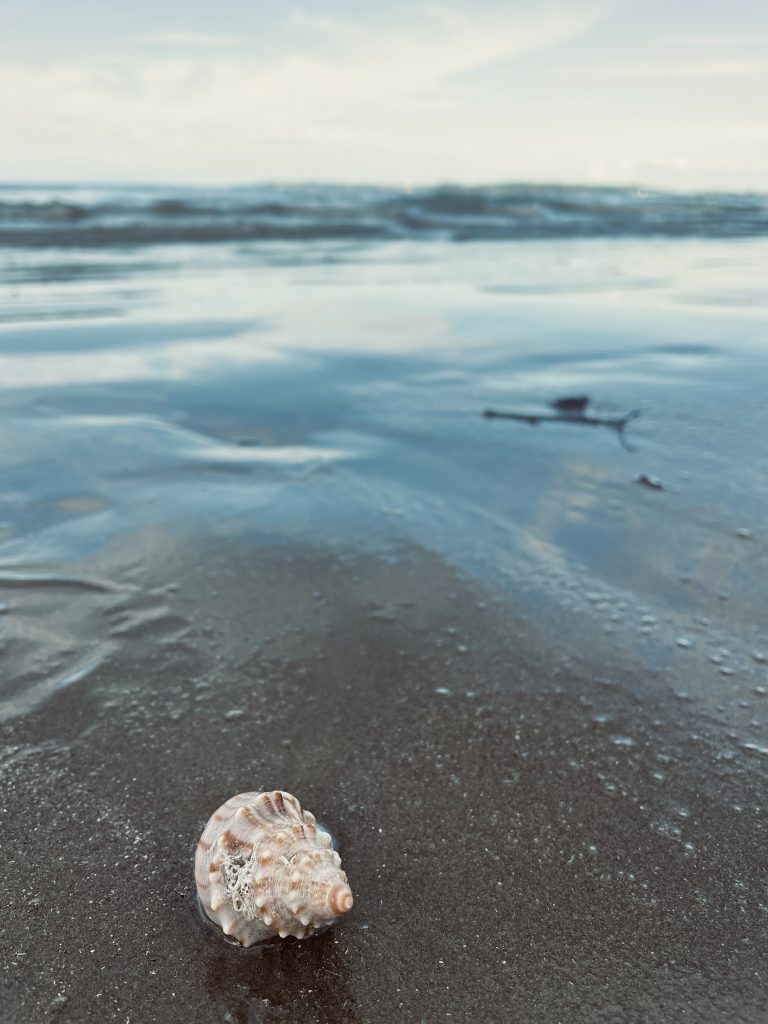 A twisting shell on a sandy beach