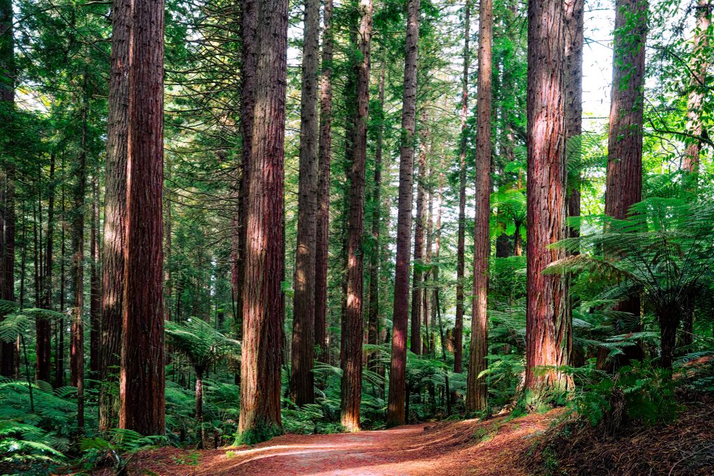 A view of a forest path with cedars growing in the background
