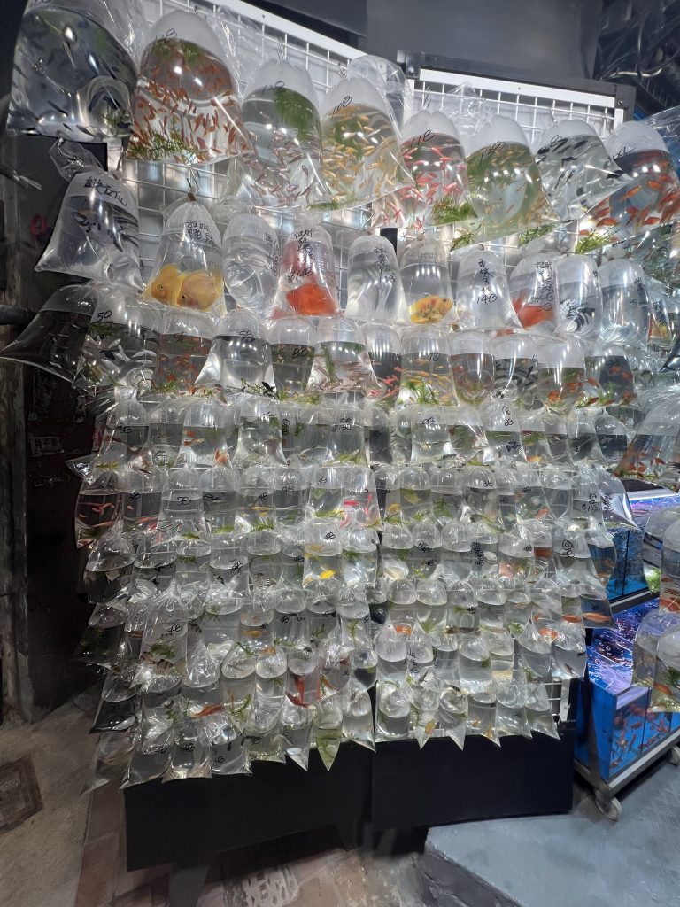 Goldfish in plastic bags full of water at Goldfish market