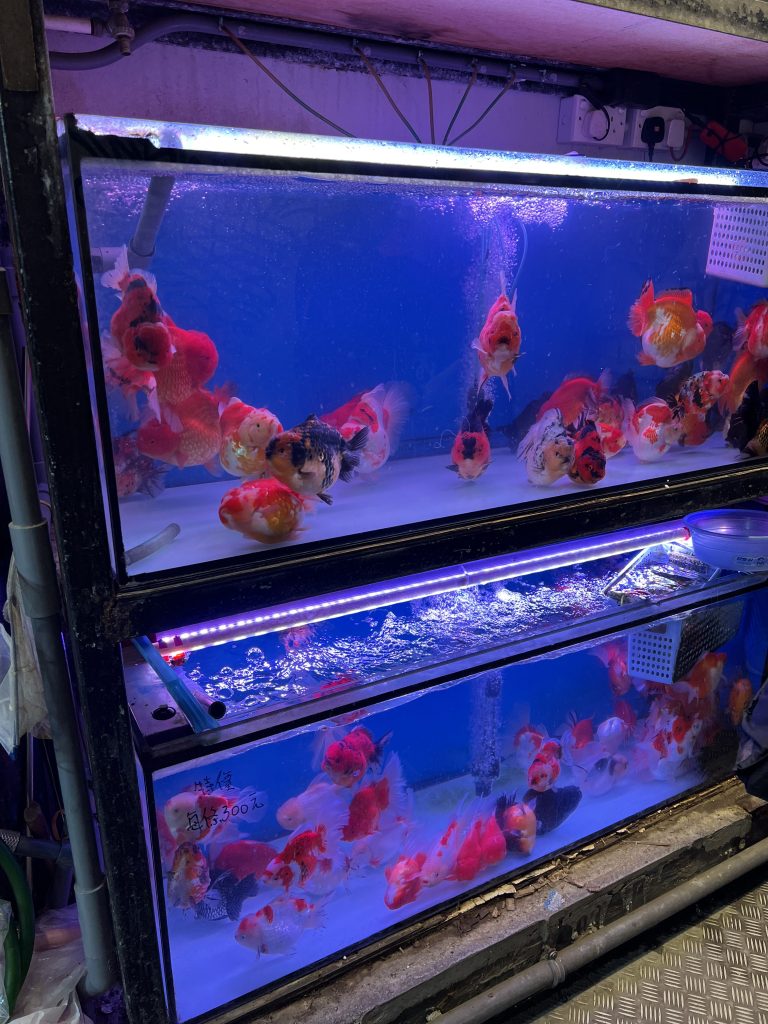 Several large goldfish, the size of oranges swimming in two big tanks of water at the Goldfish Market in Mong Kok.