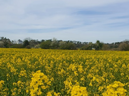 Field of blooming yellow flowers