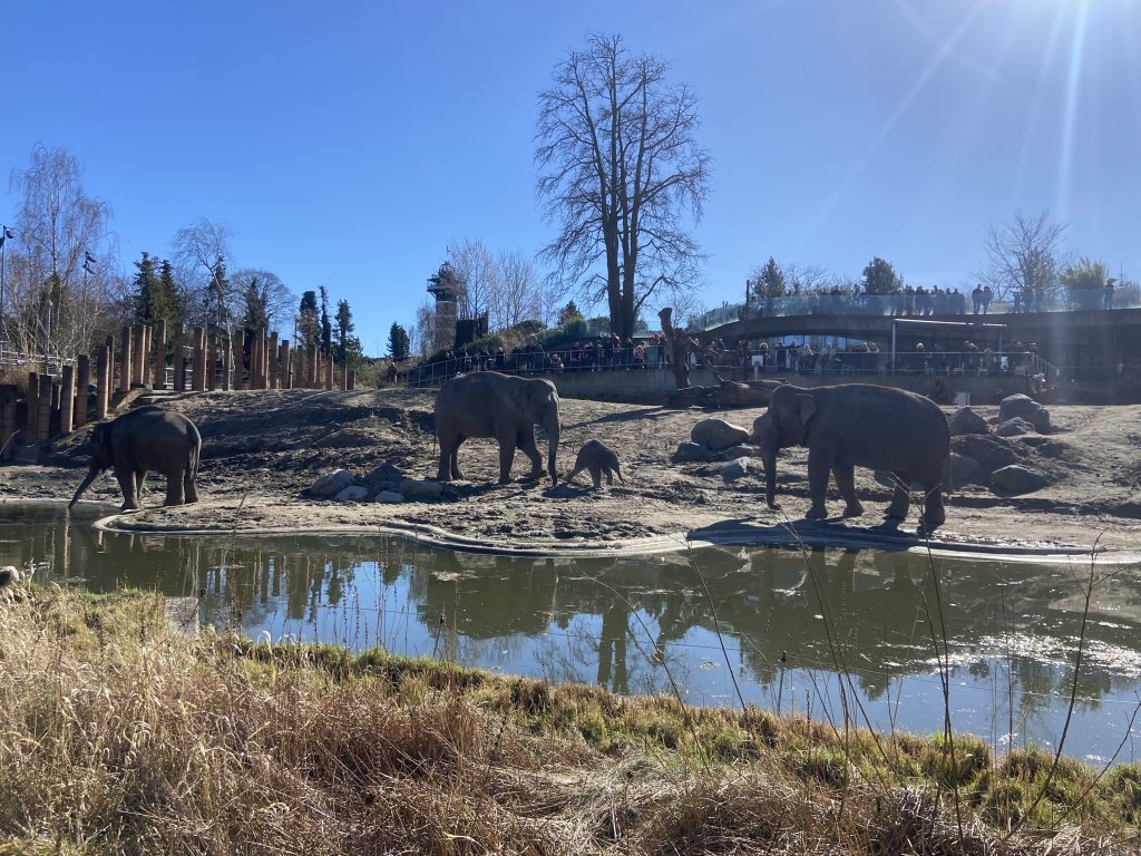 Zoo med elefanter