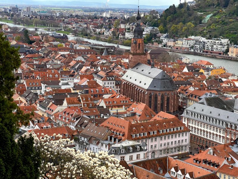 Photo taken from above of the old town in Heidelberg. There can be seen any red roofs, a church and the river in the background. A few magnolia flowers appear at the bottom of the photo.