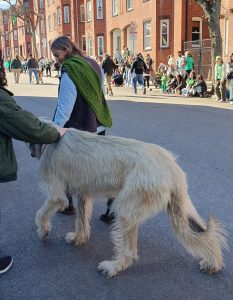 Irish wolfdog walking whilst being pet by a bystander in the parade.