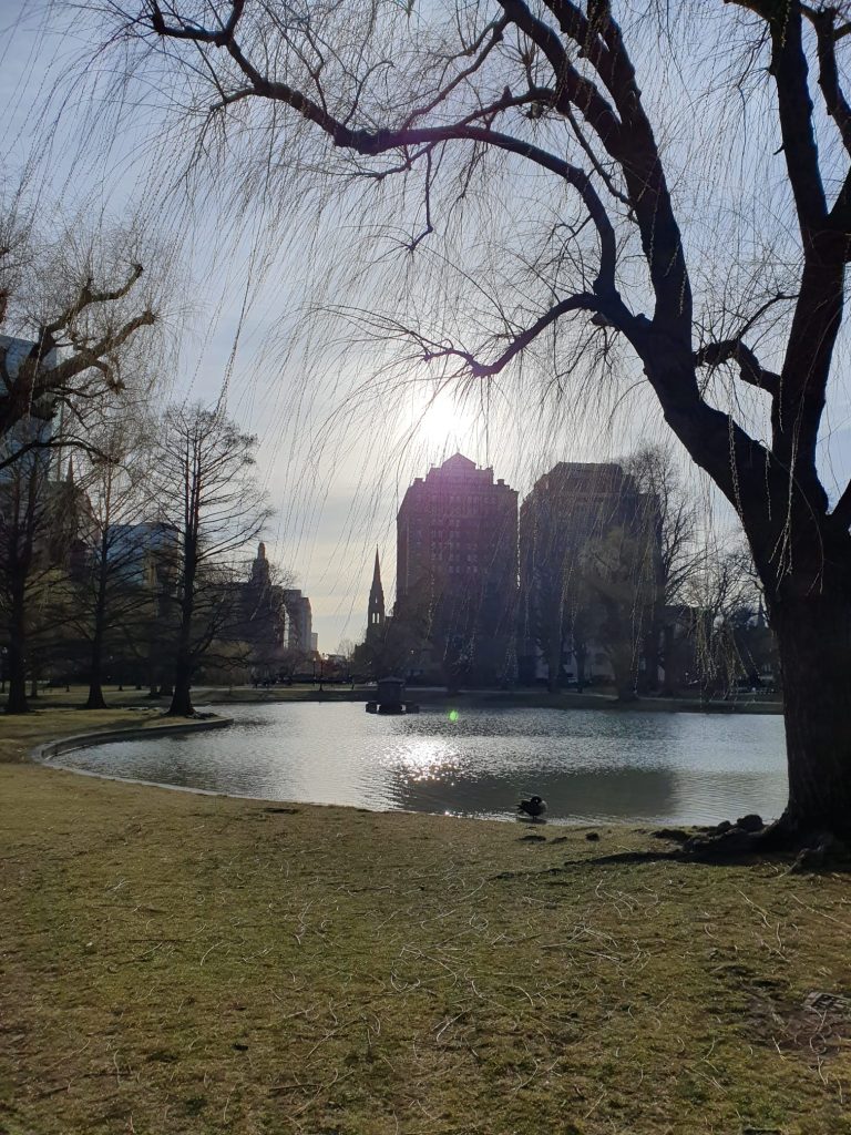 Picture of a grassy park with some trees and a lake. In the background there are buildings.