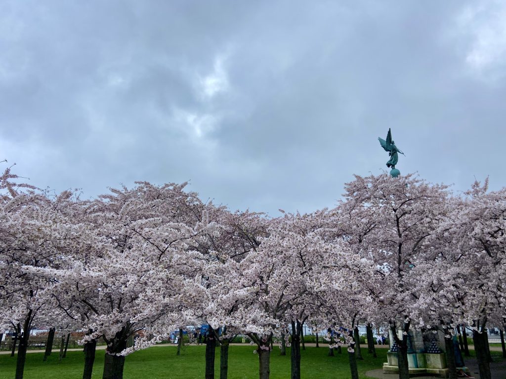 Blommande körsbärsträd