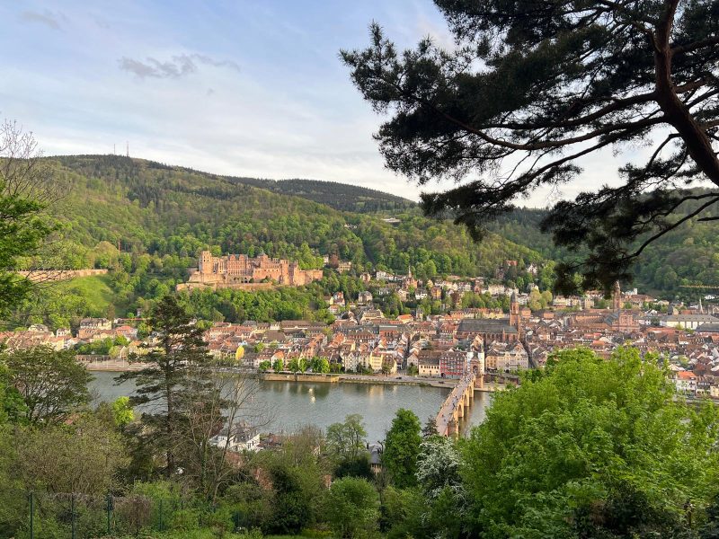 View of the Heidelberg castle, old town and old bridge from above. The photo is framed by a green tree and some greenery at the bottom.