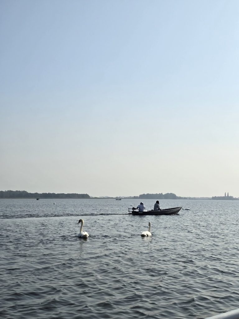 lake with two swans and a boat