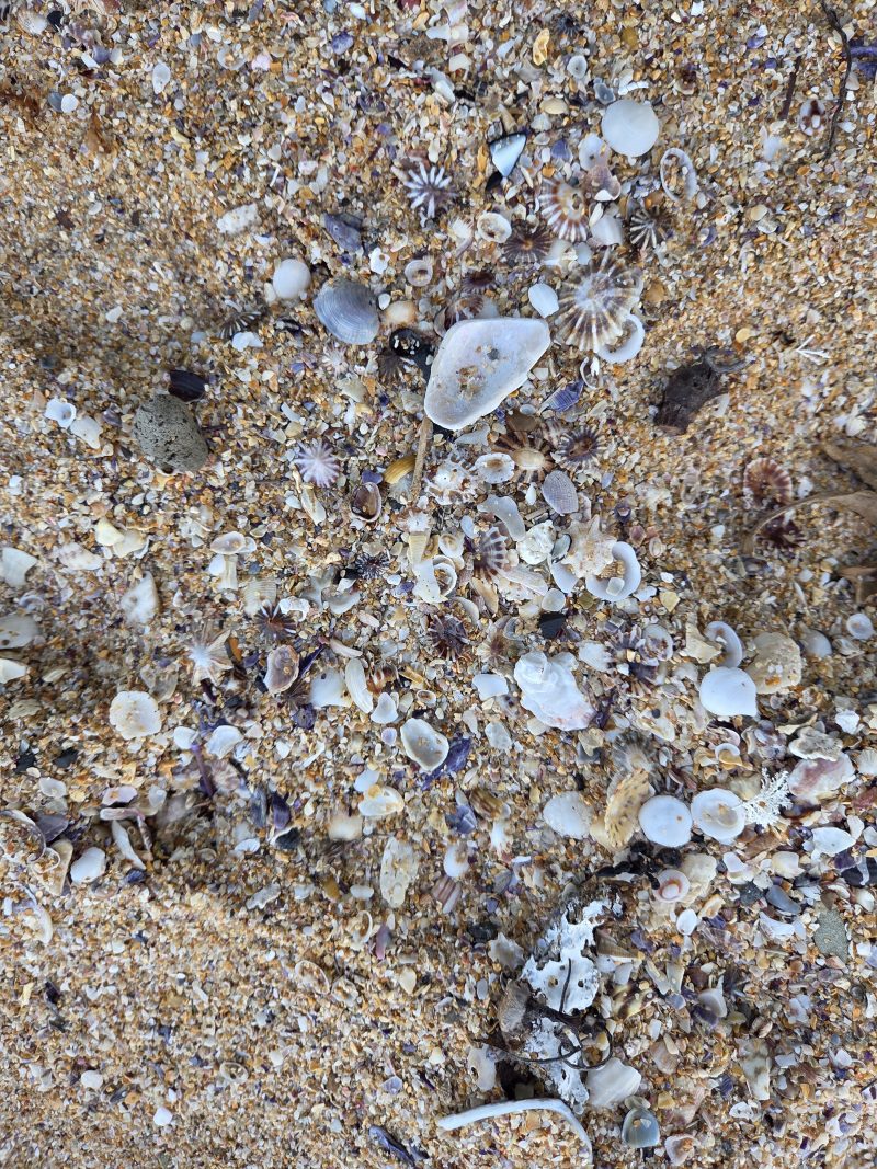 Bilder pÄ snÀckor pÄ stranden